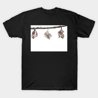 Possum T-Shirt